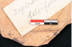 Foto (Detailansicht) von Sapindus falcifolius Braun (NHMW-GEO-2024-0188-8024)